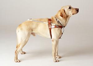 仙台で取り外しができるマウスピース矯正