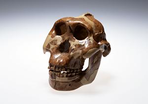 「大切な人の健康を贈る！人間ドックギフト券の選び方とその魅力」